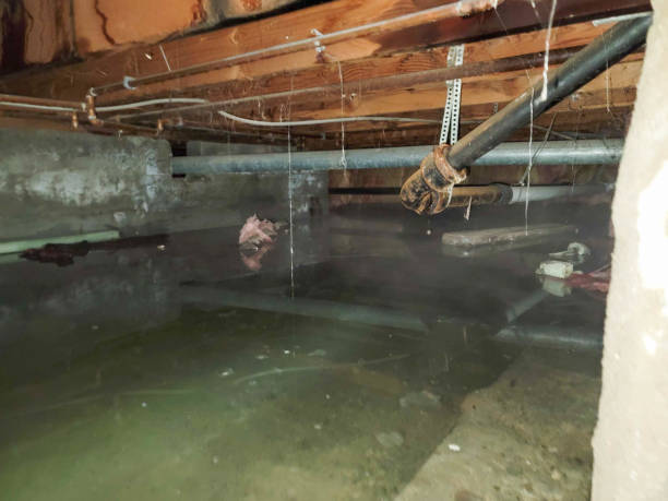 Best Professional water damage repair  in Jackson, MS
